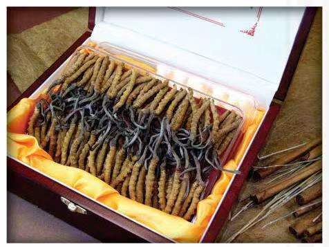 红毛镇冬虫夏草回收